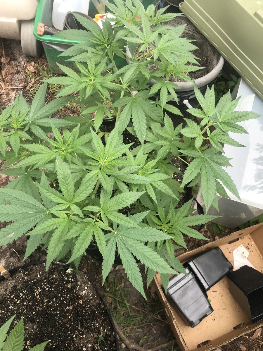 How do i know if enough nutes push to yellowing 8