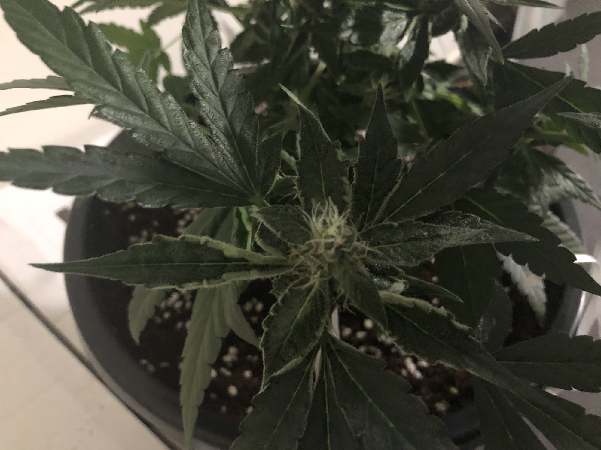 How do i know if its ready for harvest 3