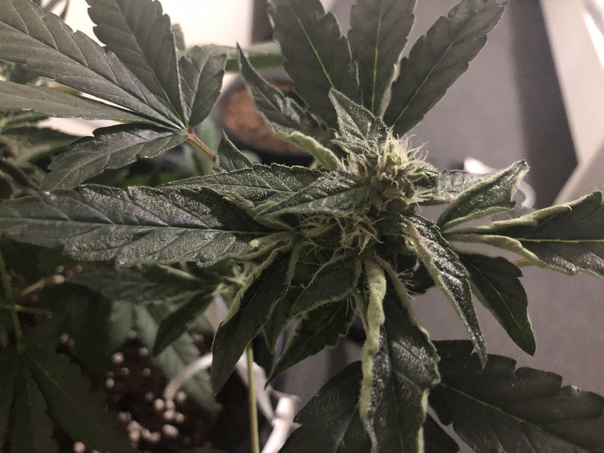 How do i know if its ready for harvest 4