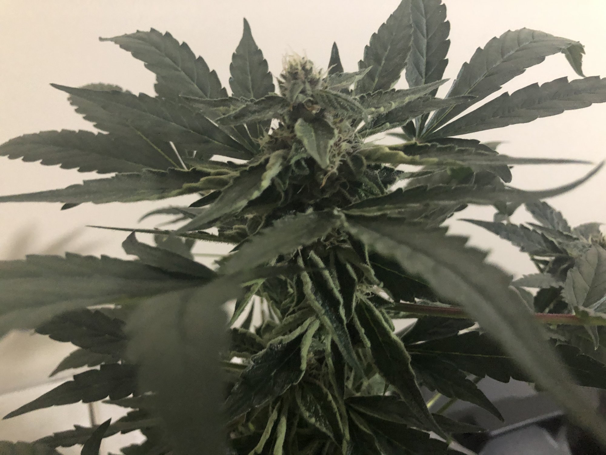 How do i know if its ready for harvest 5