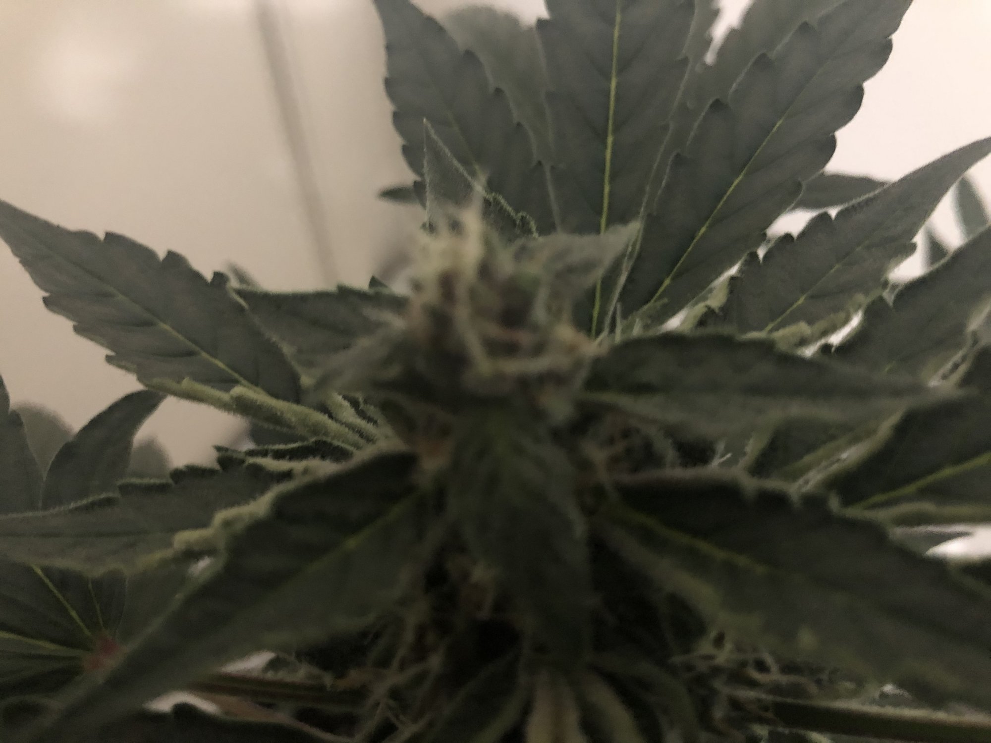 How do i know if its ready for harvest 6
