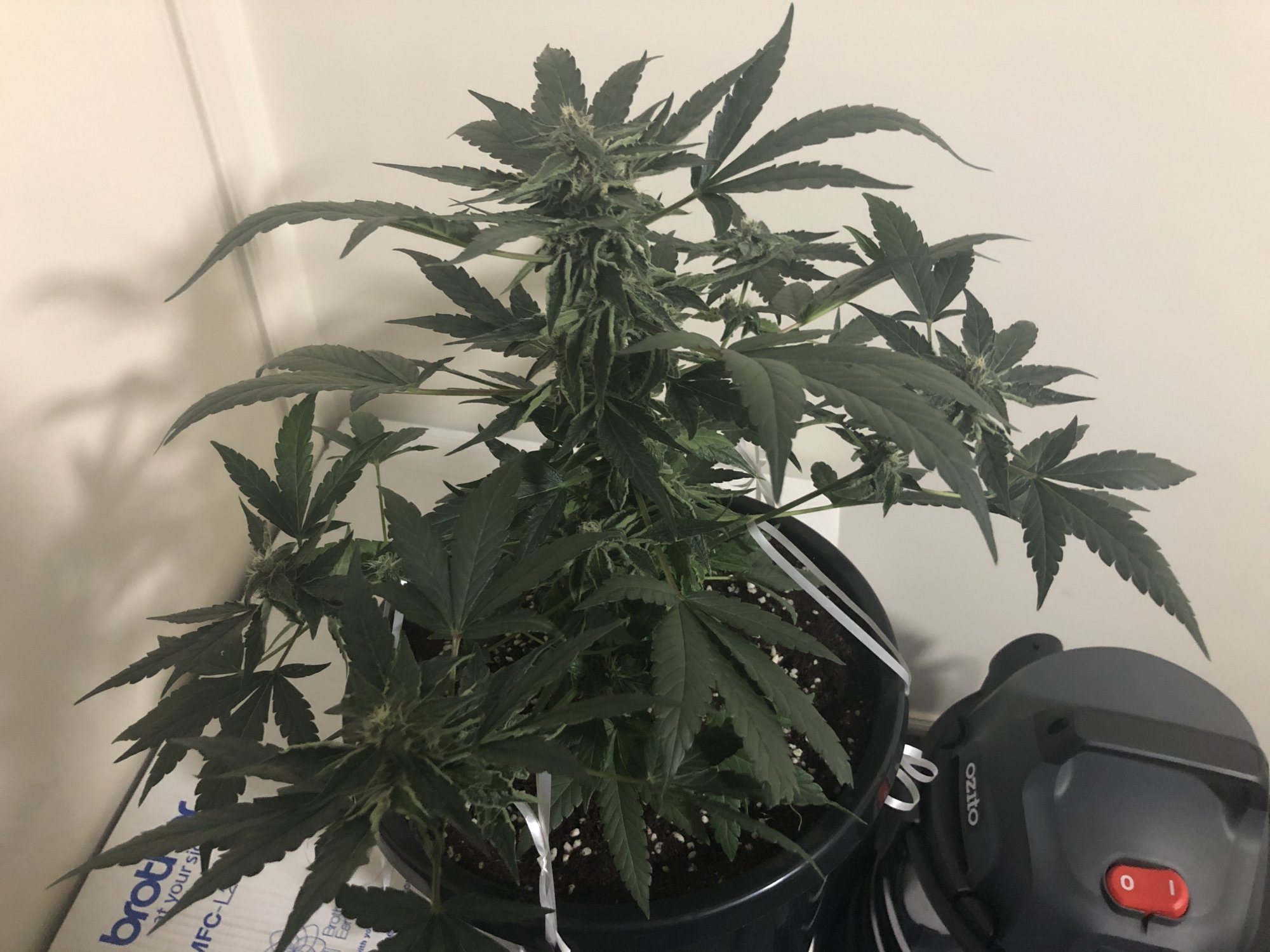 How do i know if its ready for harvest 7