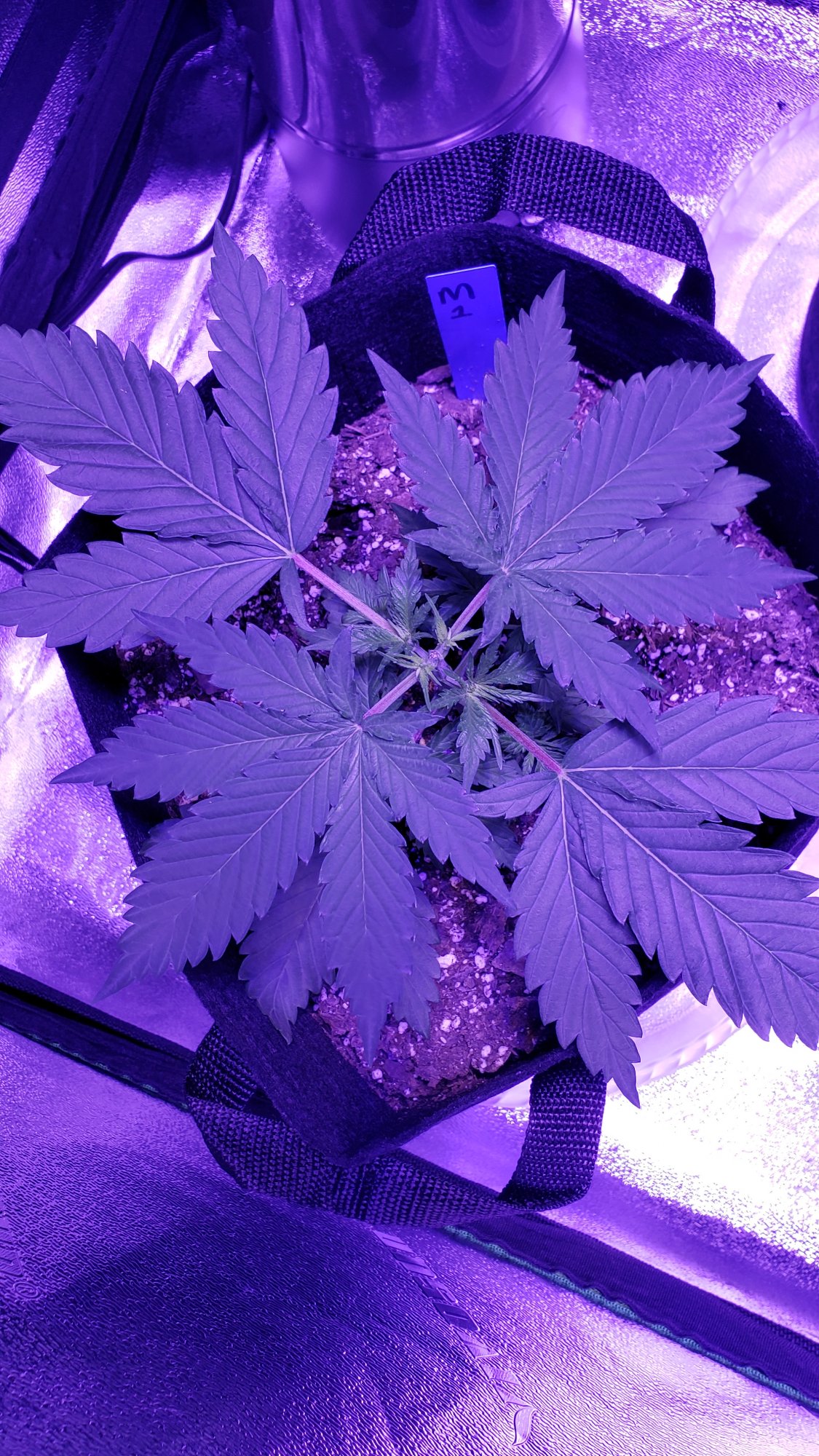 How do i locate bud sites do i need to lst 3