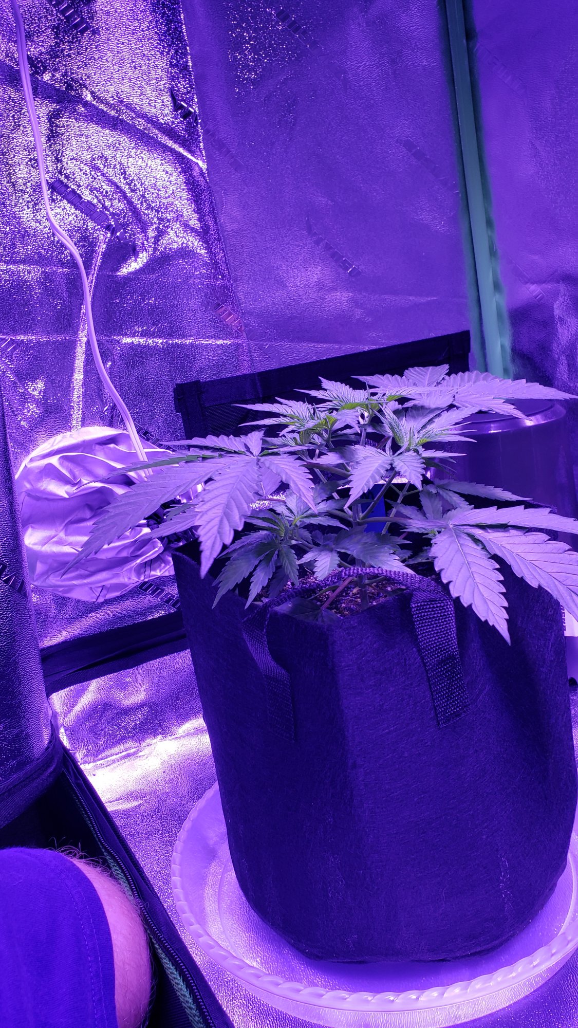 How do i locate bud sites do i need to lst