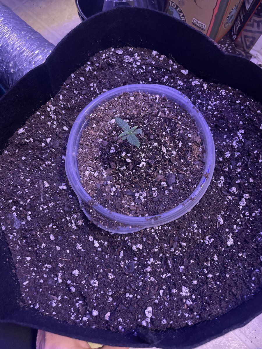 How do i transplant this cannabis seedling