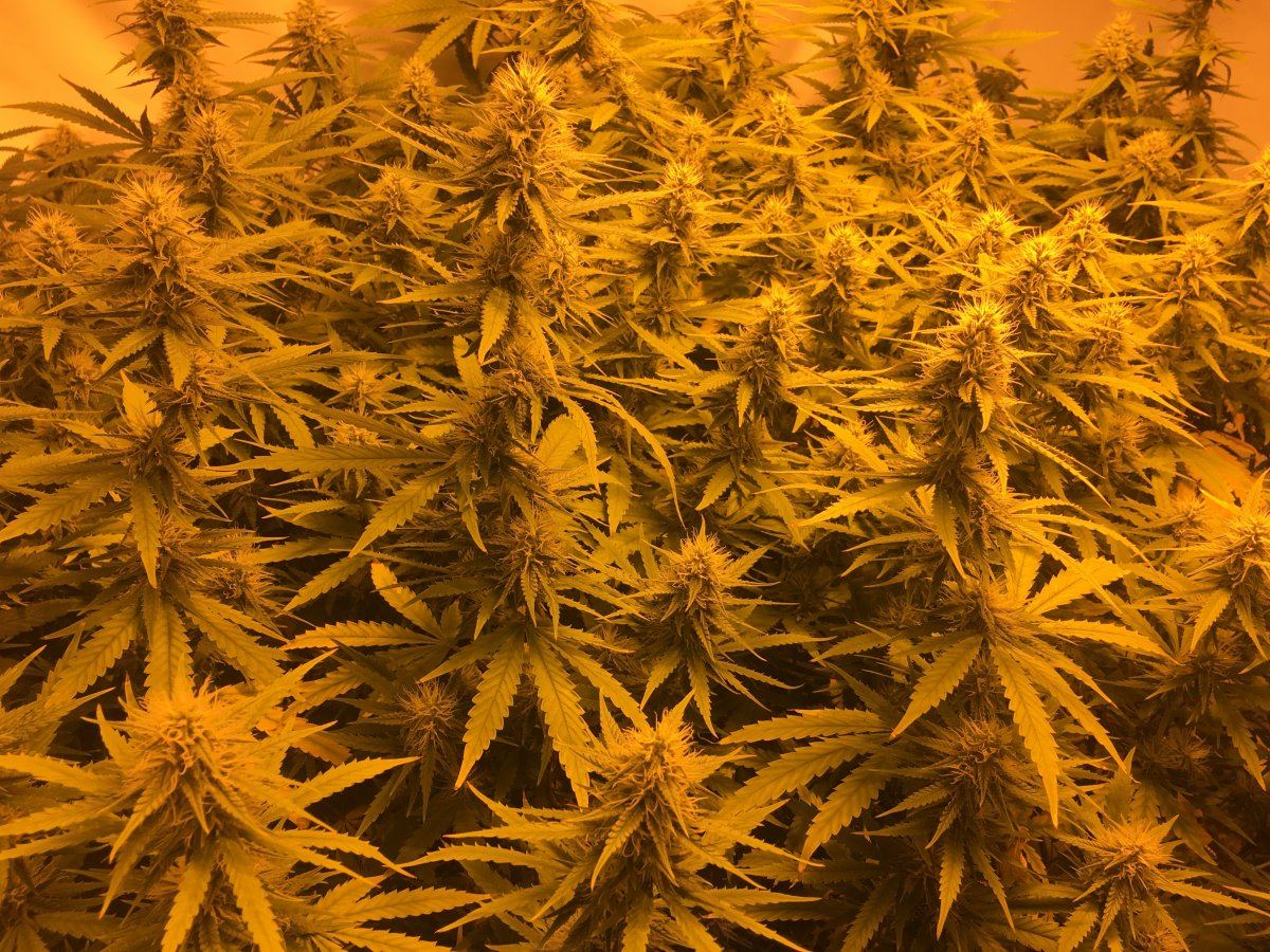 How do my bud sizes look for week 4 day 6 5
