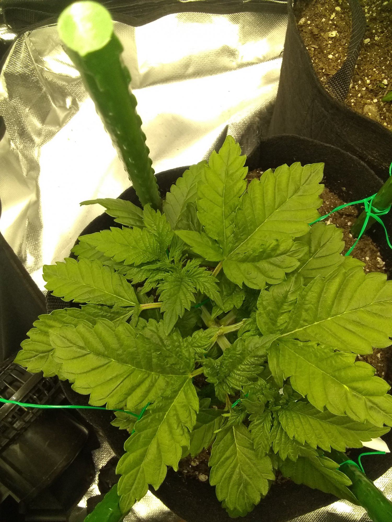 How do my plants look 2