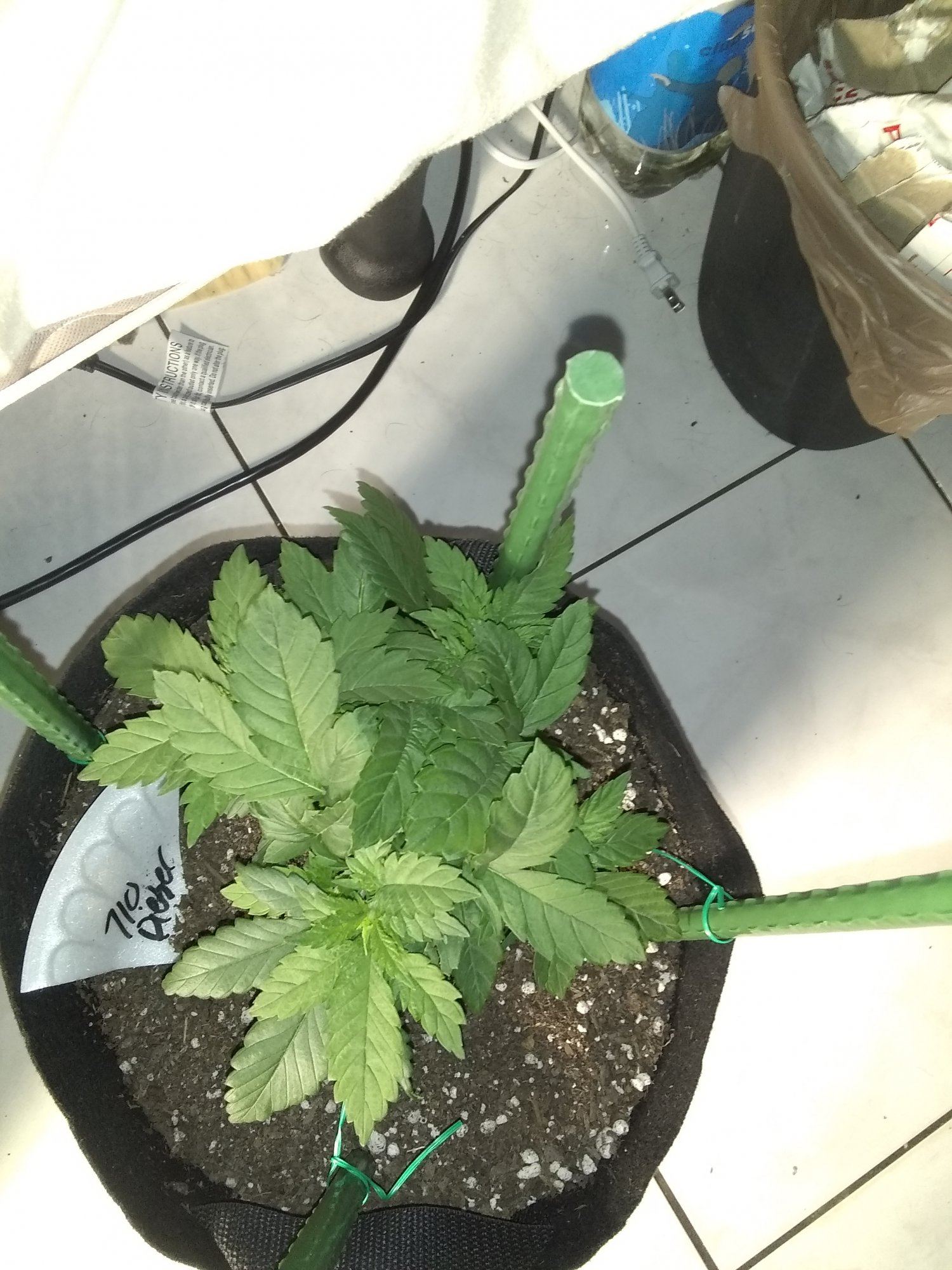 How do my plants look 3