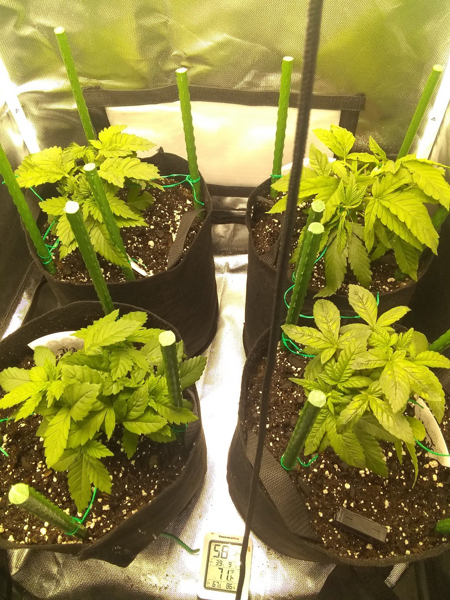 How do my plants look 4