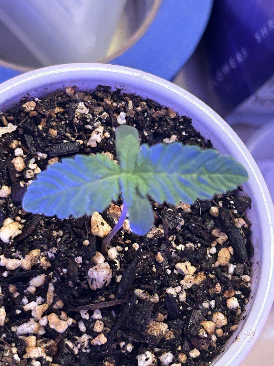 How do these 5 and 8 day seedlings look 10