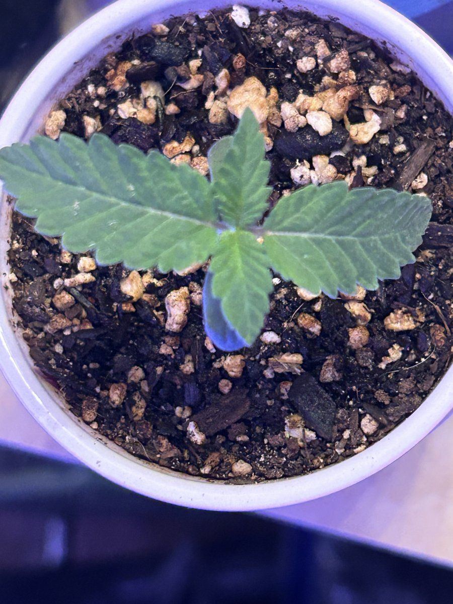 How do these 5 and 8 day seedlings look 2