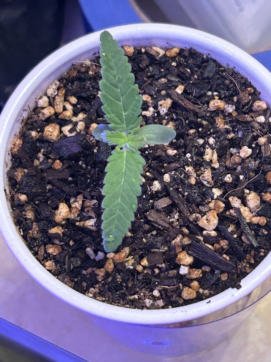 How do these 5 and 8 day seedlings look 3