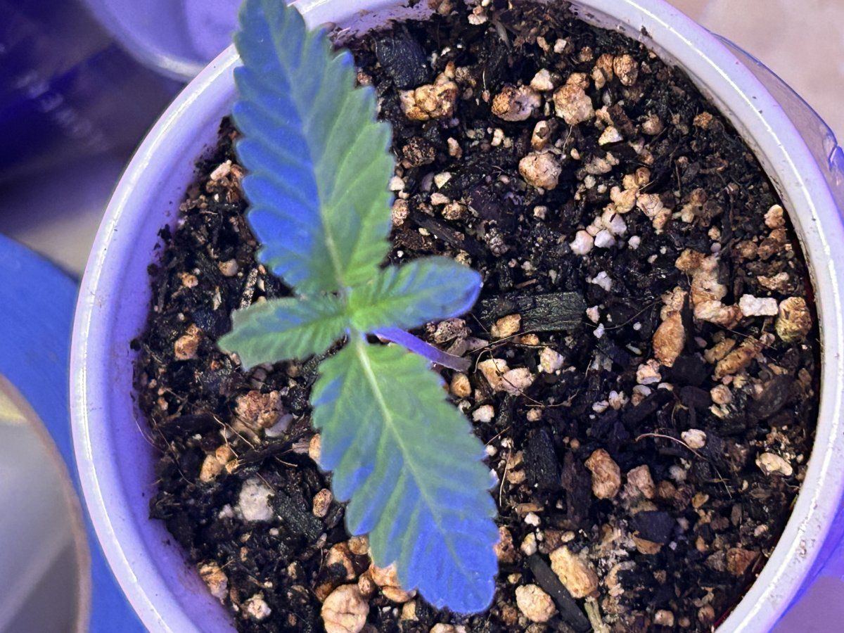 How do these 5 and 8 day seedlings look 4