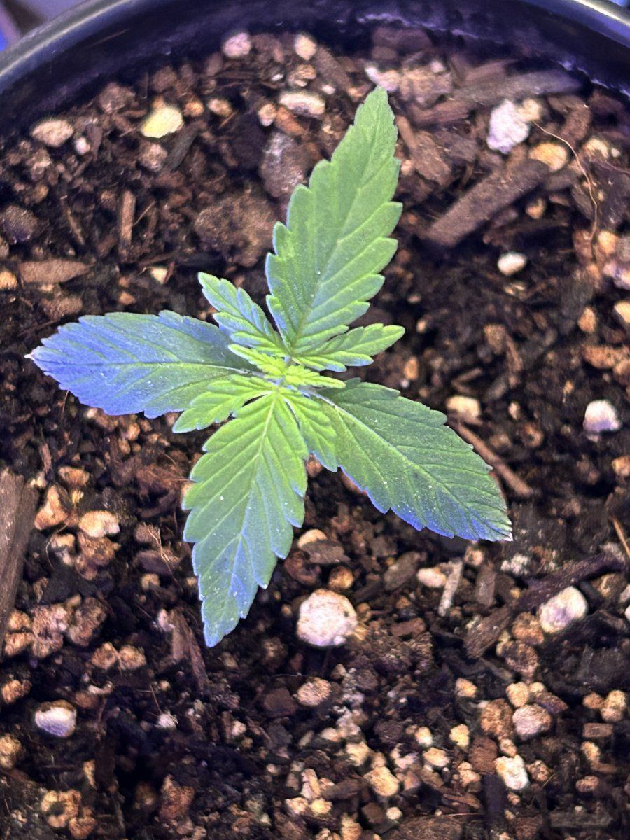 How do these 5 and 8 day seedlings look 6