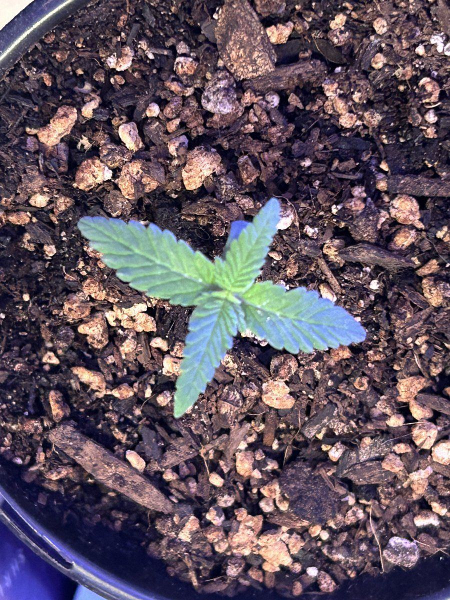 How do these 5 and 8 day seedlings look 8