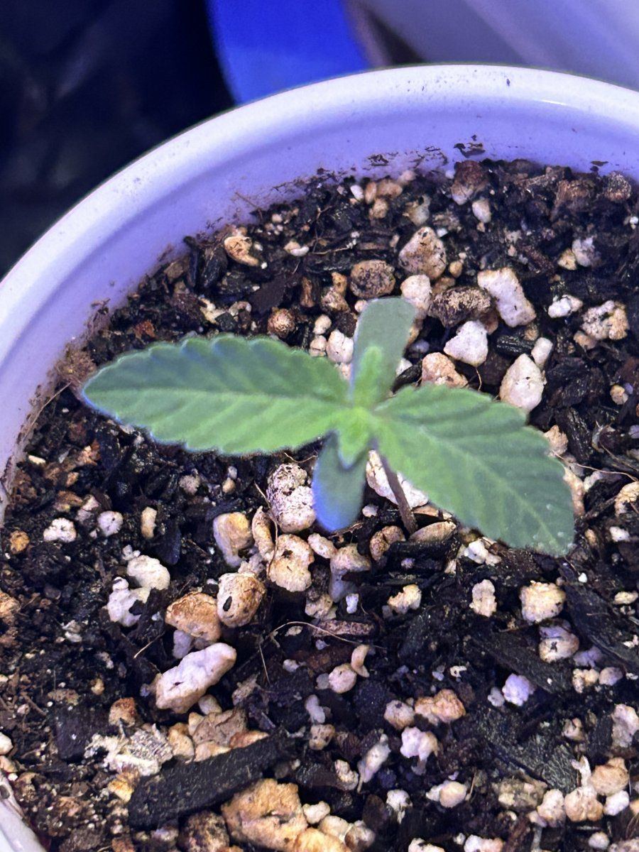 How do these 5 and 8 day seedlings look 9