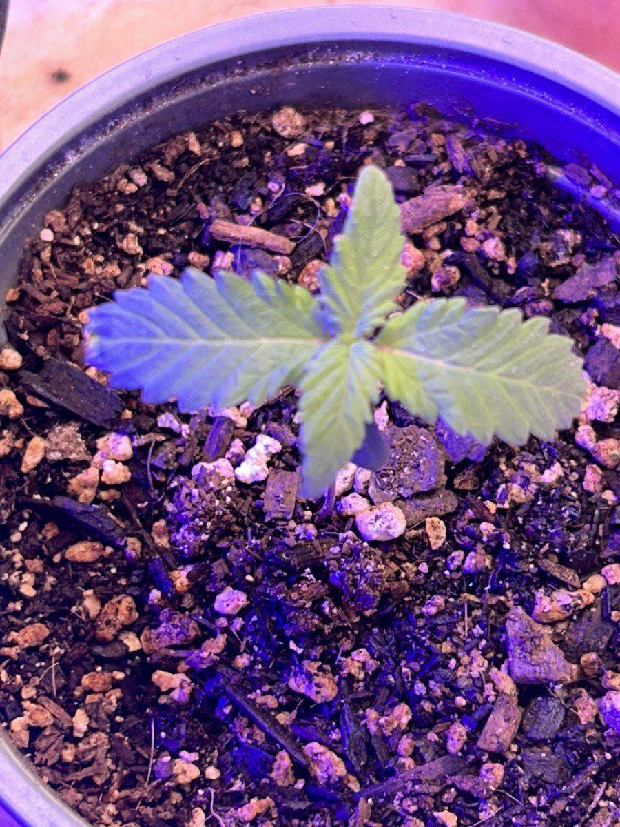 How do these 5 and 8 day seedlings look