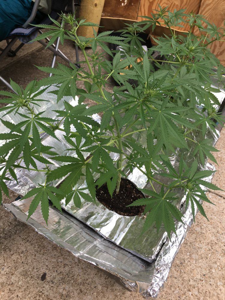 How do they look 47 days old 1 week into flower bag seeds from some really nice bud 2