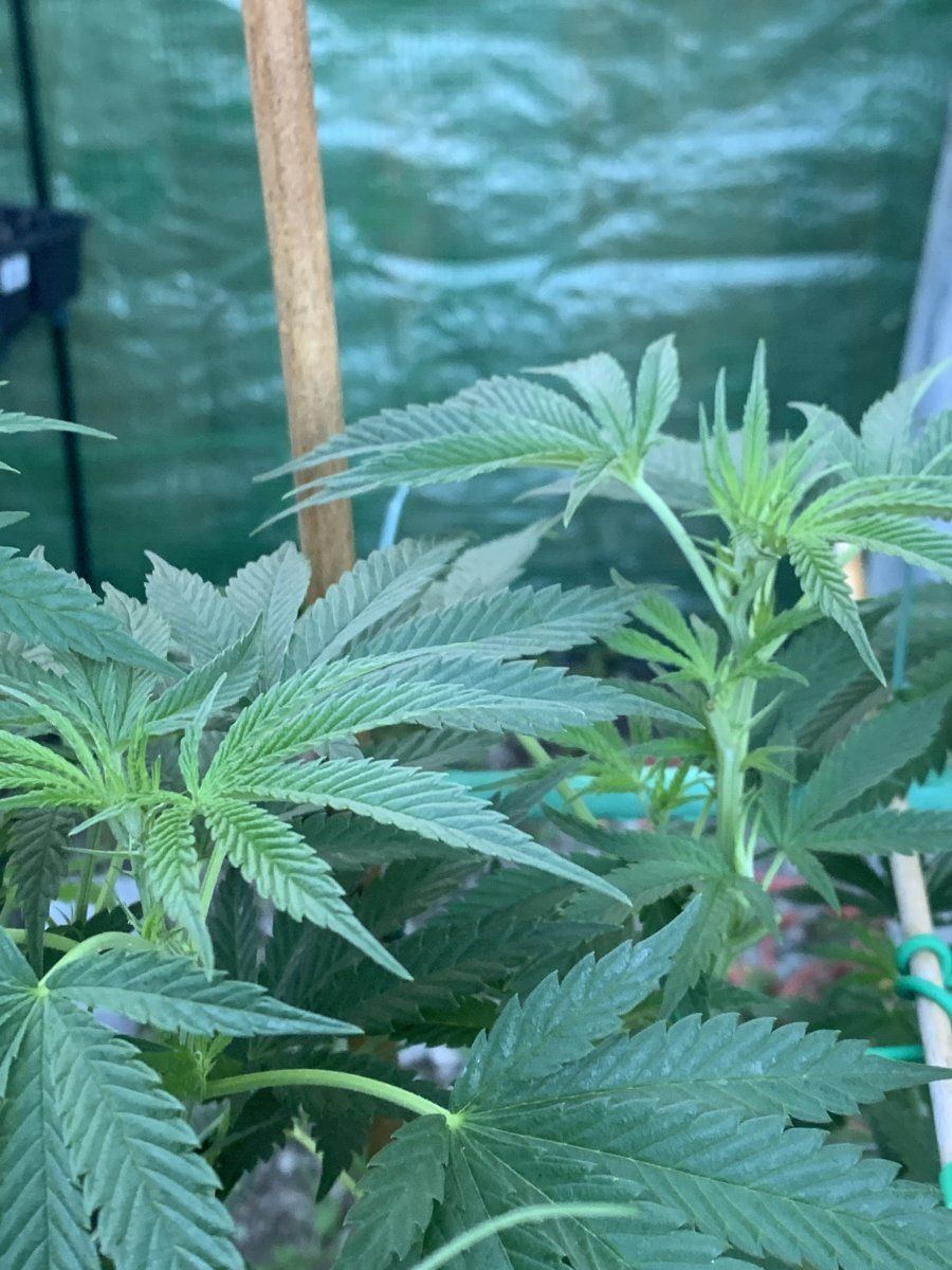 How do they look just starting to flower king sherb bag seed from ghost drops 11