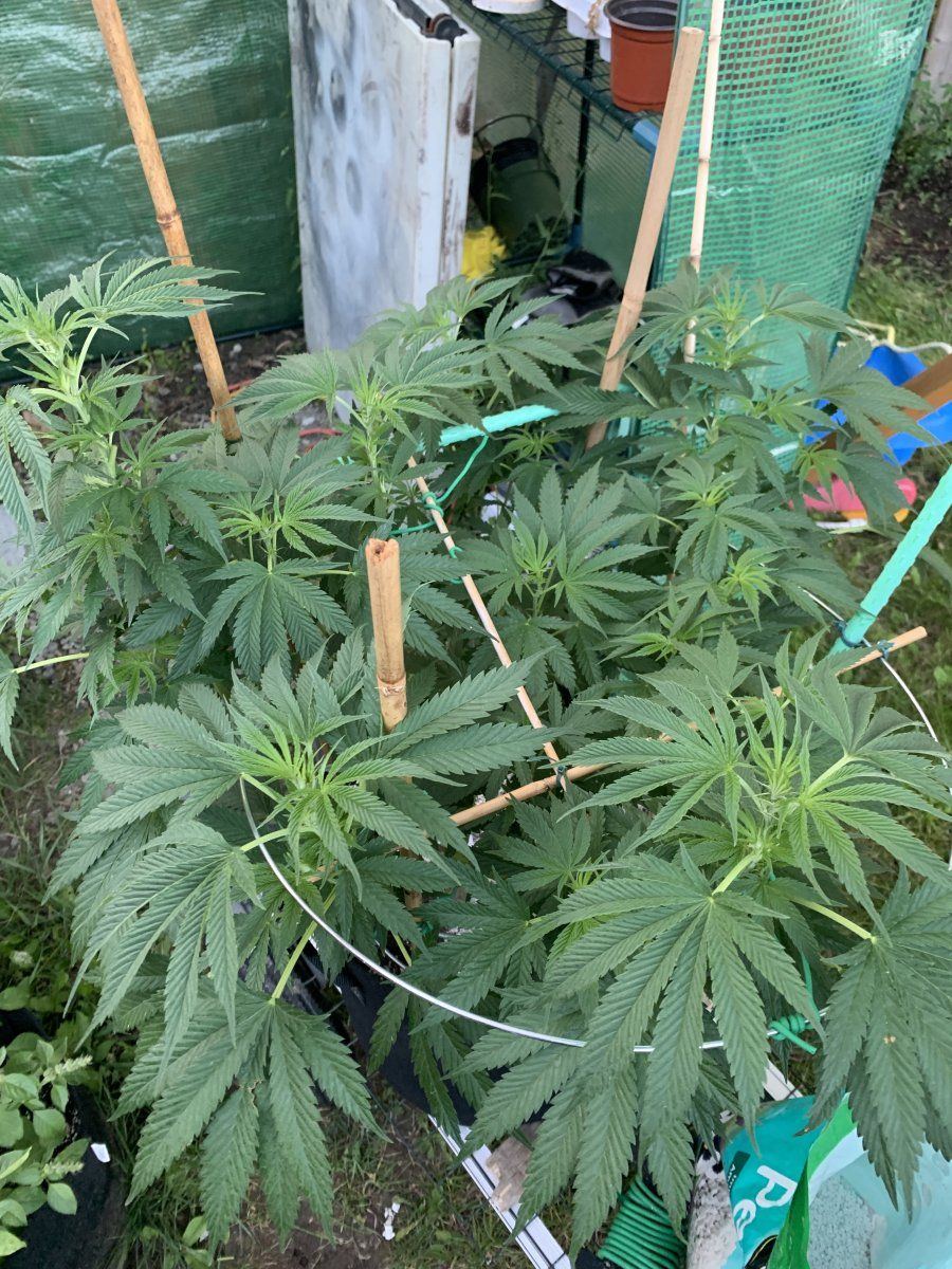 How do they look just starting to flower king sherb bag seed from ghost drops 12