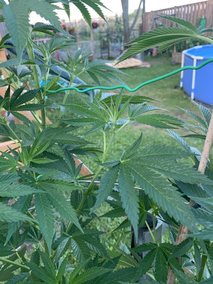 How do they look just starting to flower king sherb bag seed from ghost drops 3