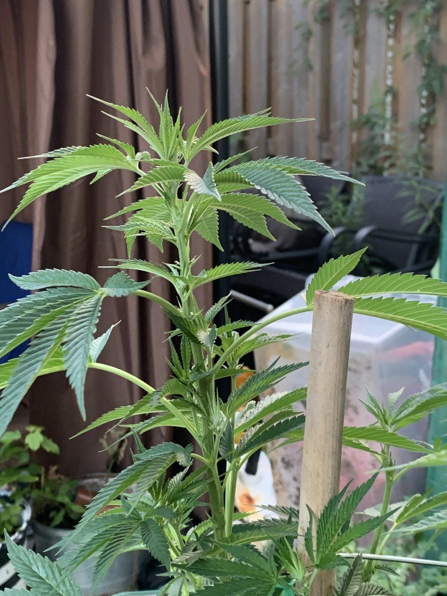 How do they look just starting to flower king sherb bag seed from ghost drops 4