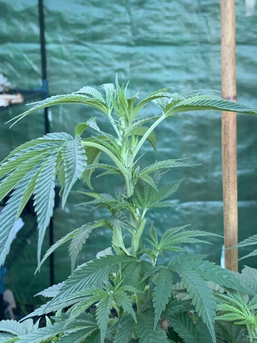 How do they look just starting to flower king sherb bag seed from ghost drops 7