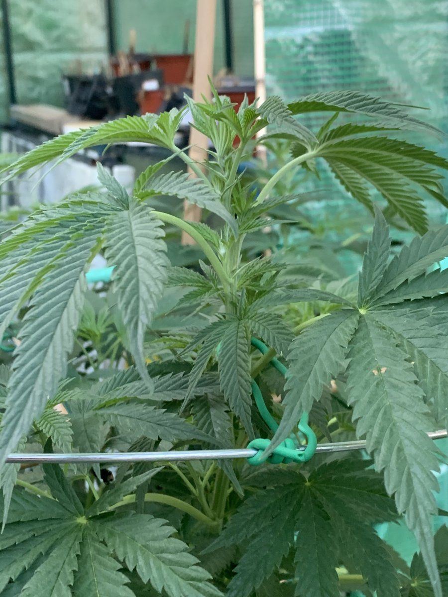 How do they look just starting to flower king sherb bag seed from ghost drops 9