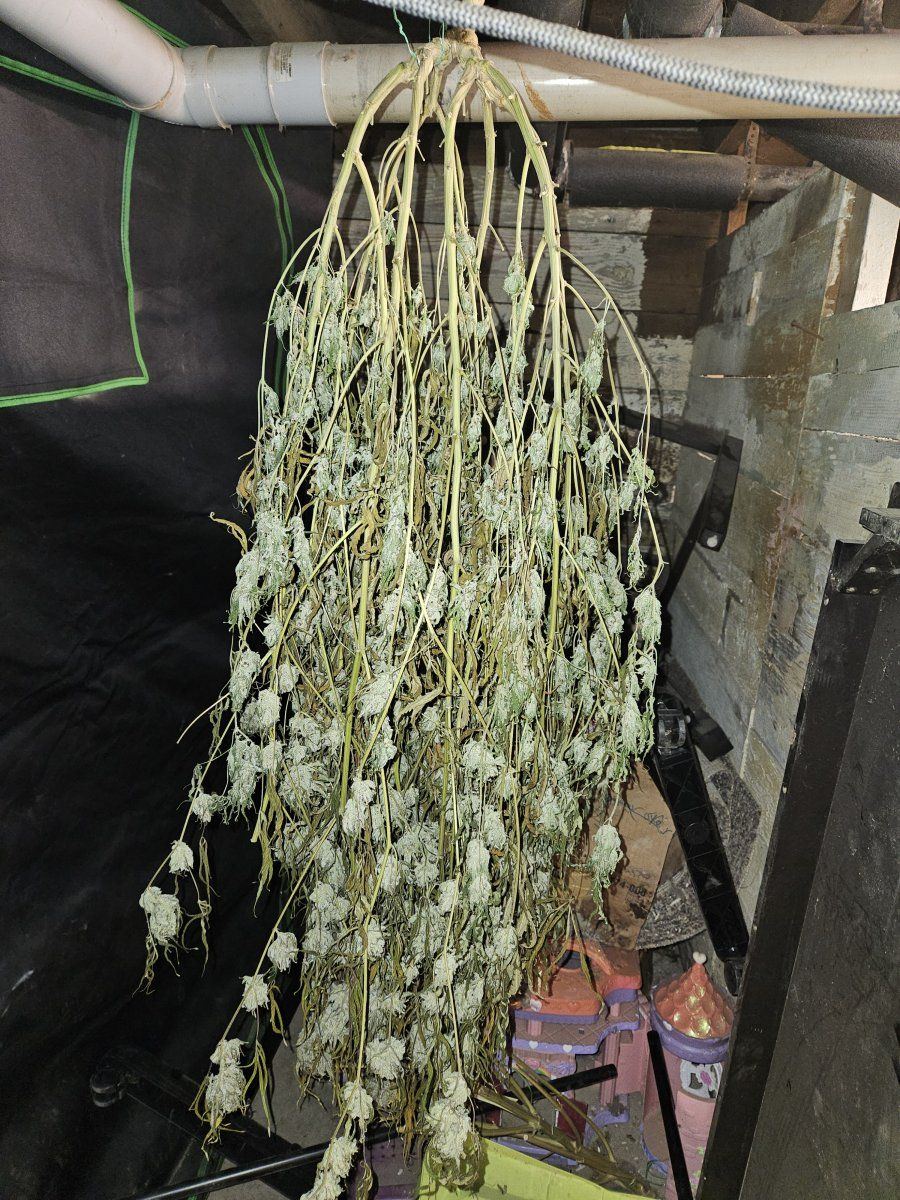 How do you dry your plants