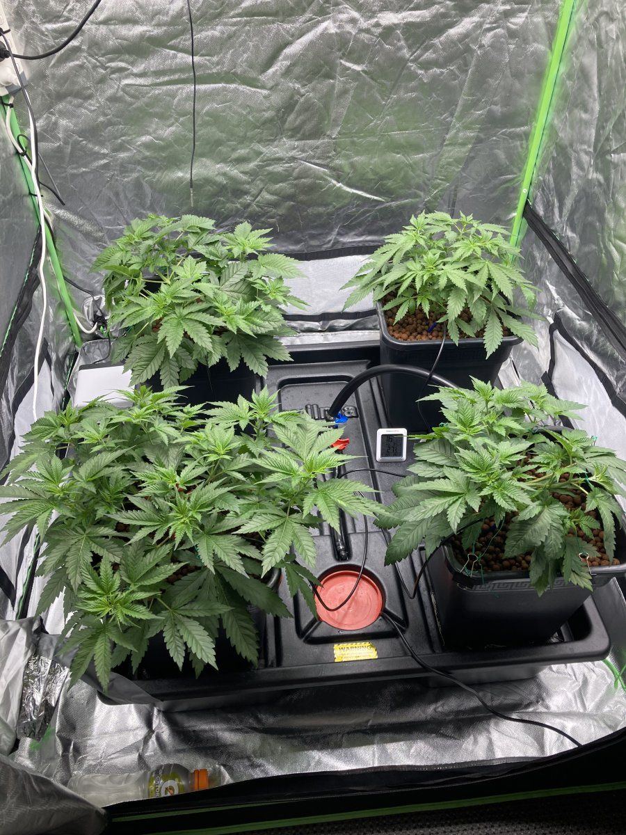 How does my lst training look 2