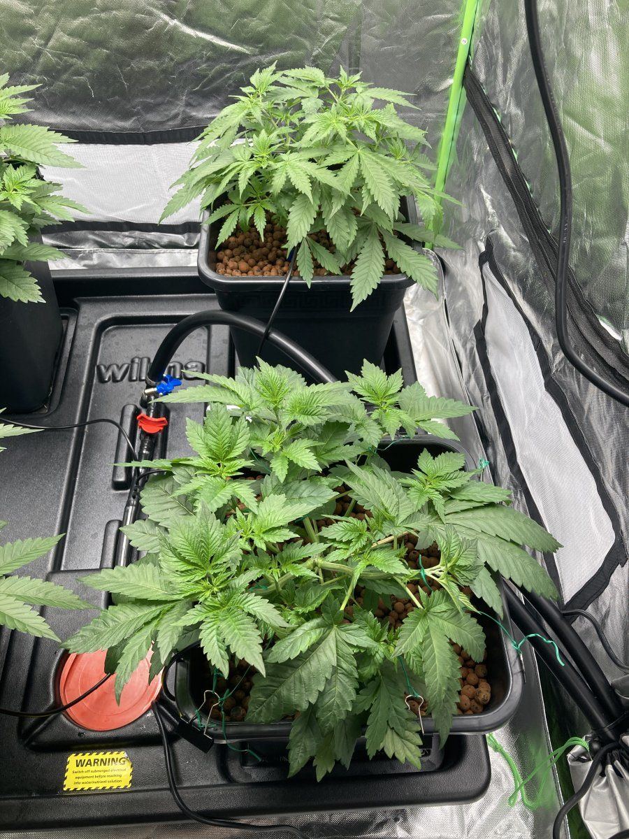 How does my lst training look 3