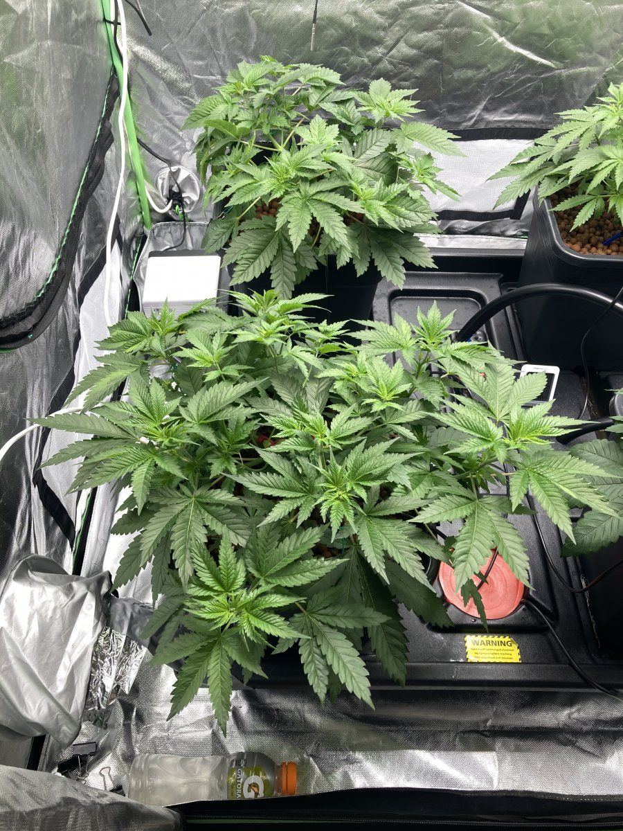 How does my lst training look