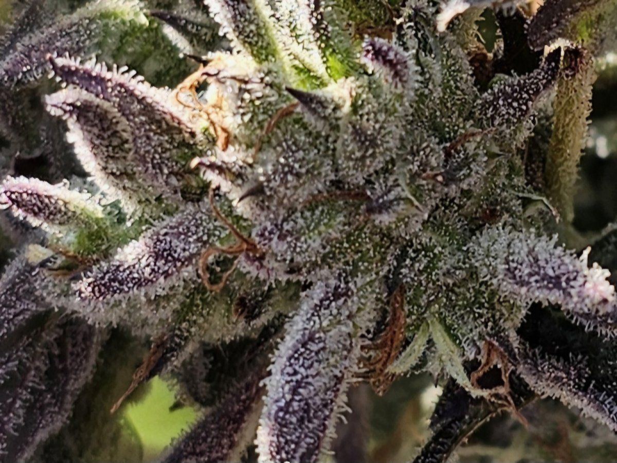 How does my outdoor frankenstein  look 3
