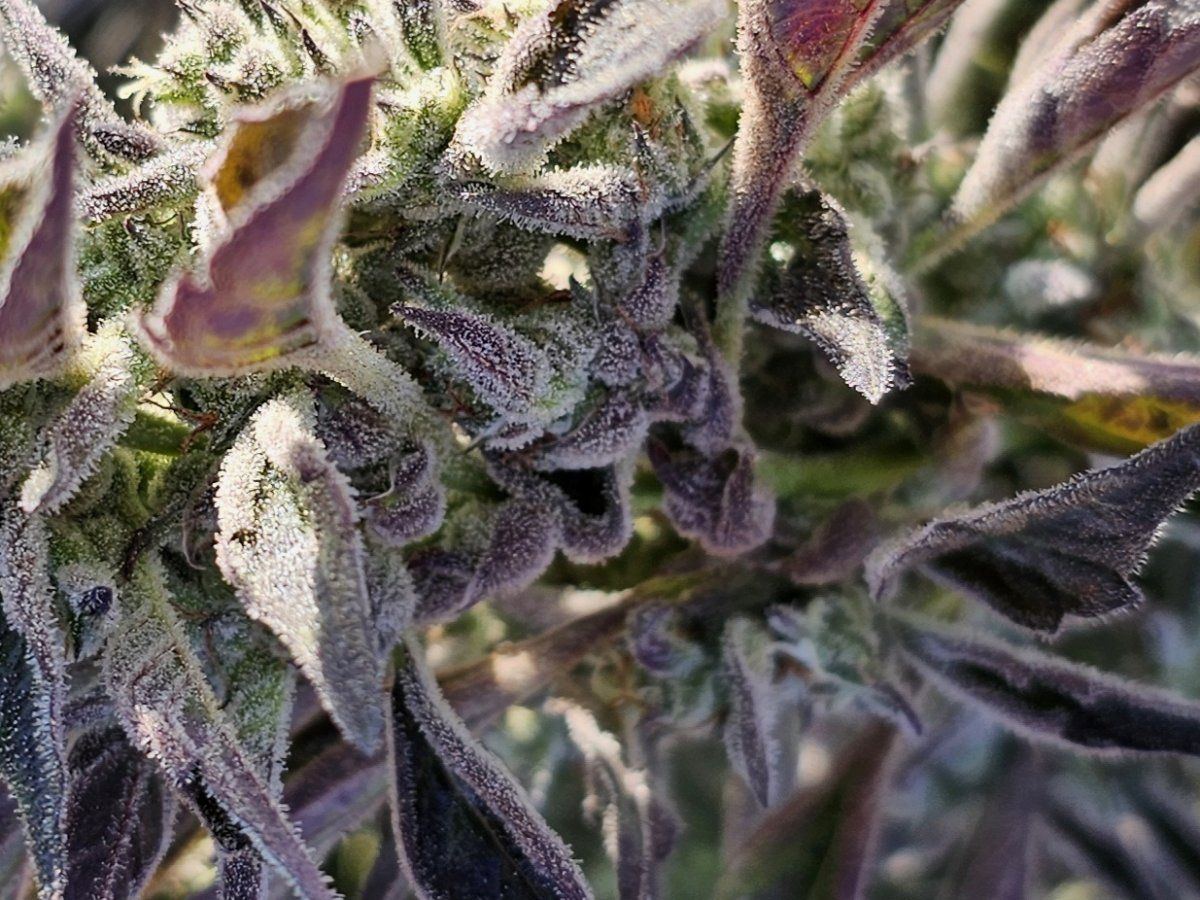 How does my outdoor frankenstein  look 4