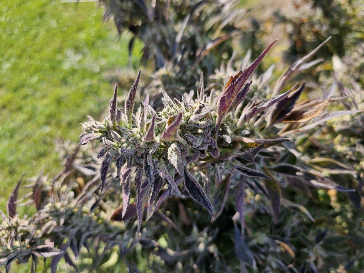 How does my outdoor frankenstein  look 5