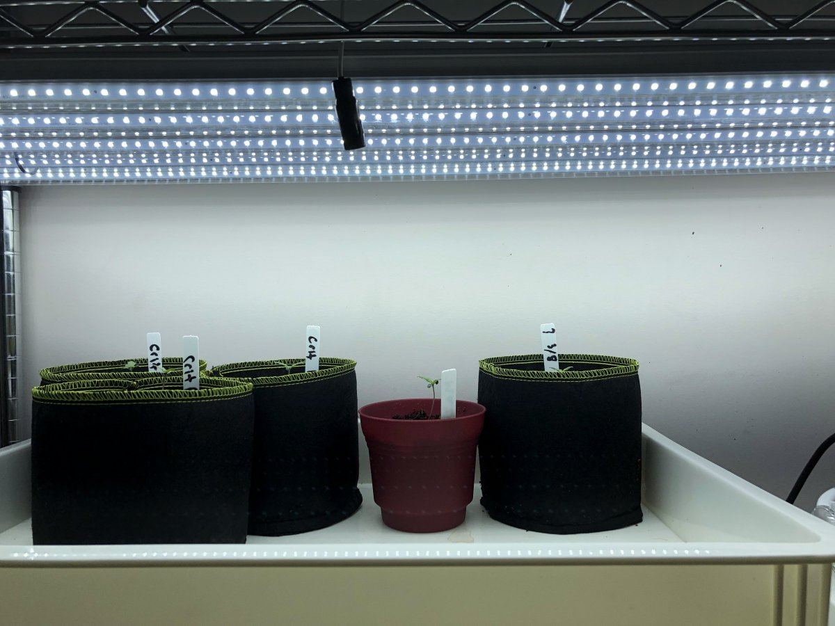 How far should my seedlings be from my led