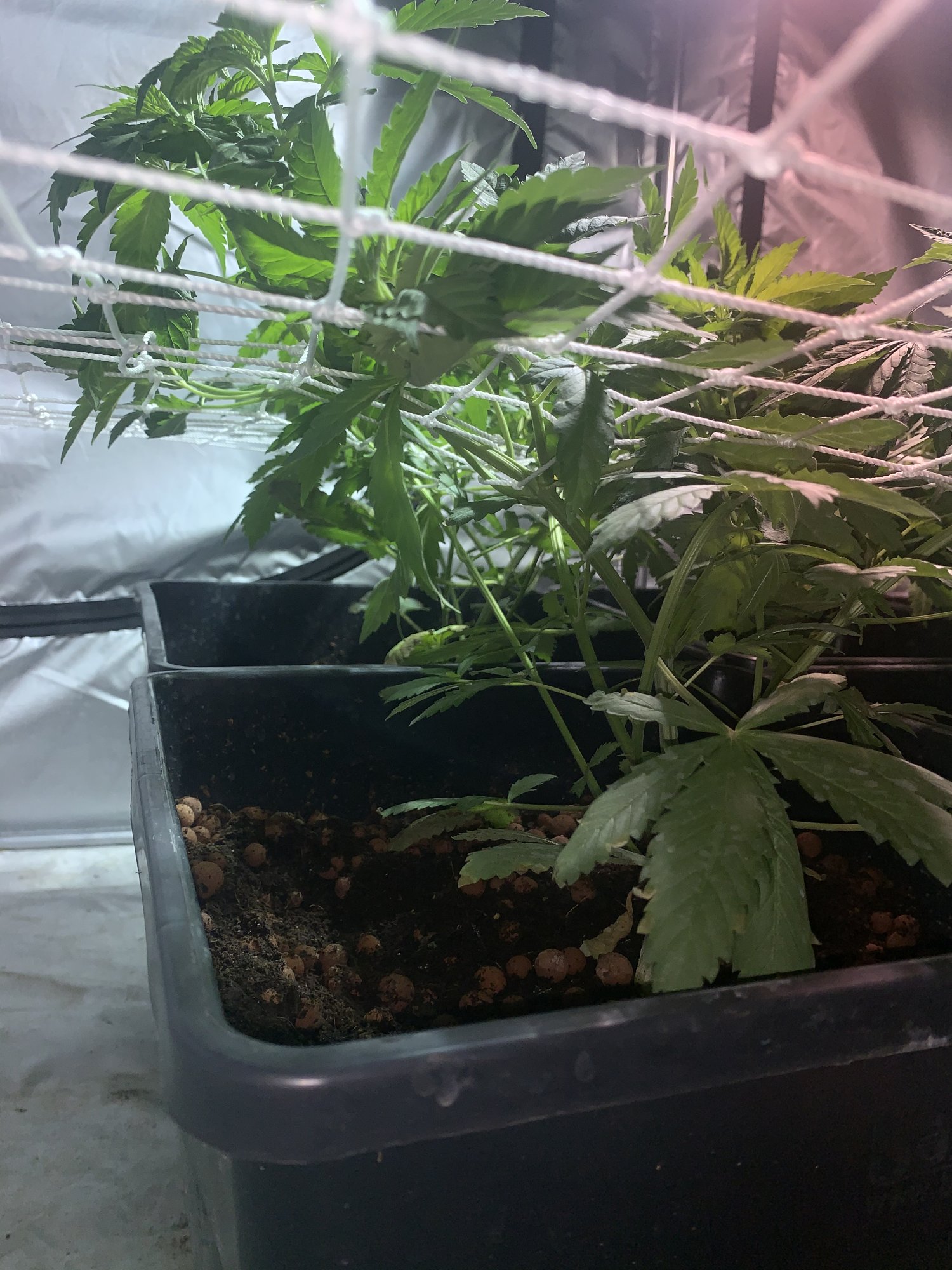 How far to fill the scrog 2