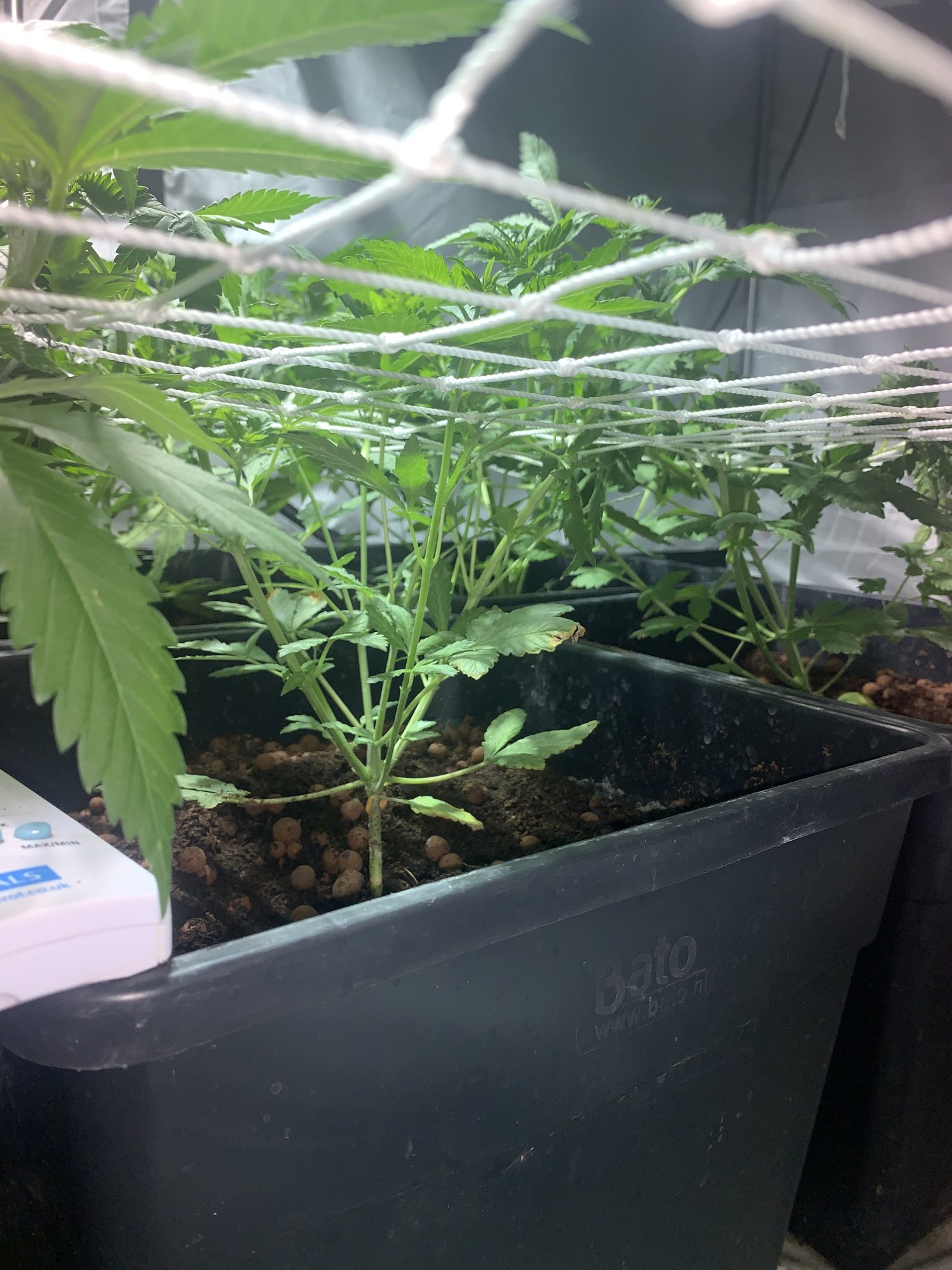 How far to fill the scrog 3