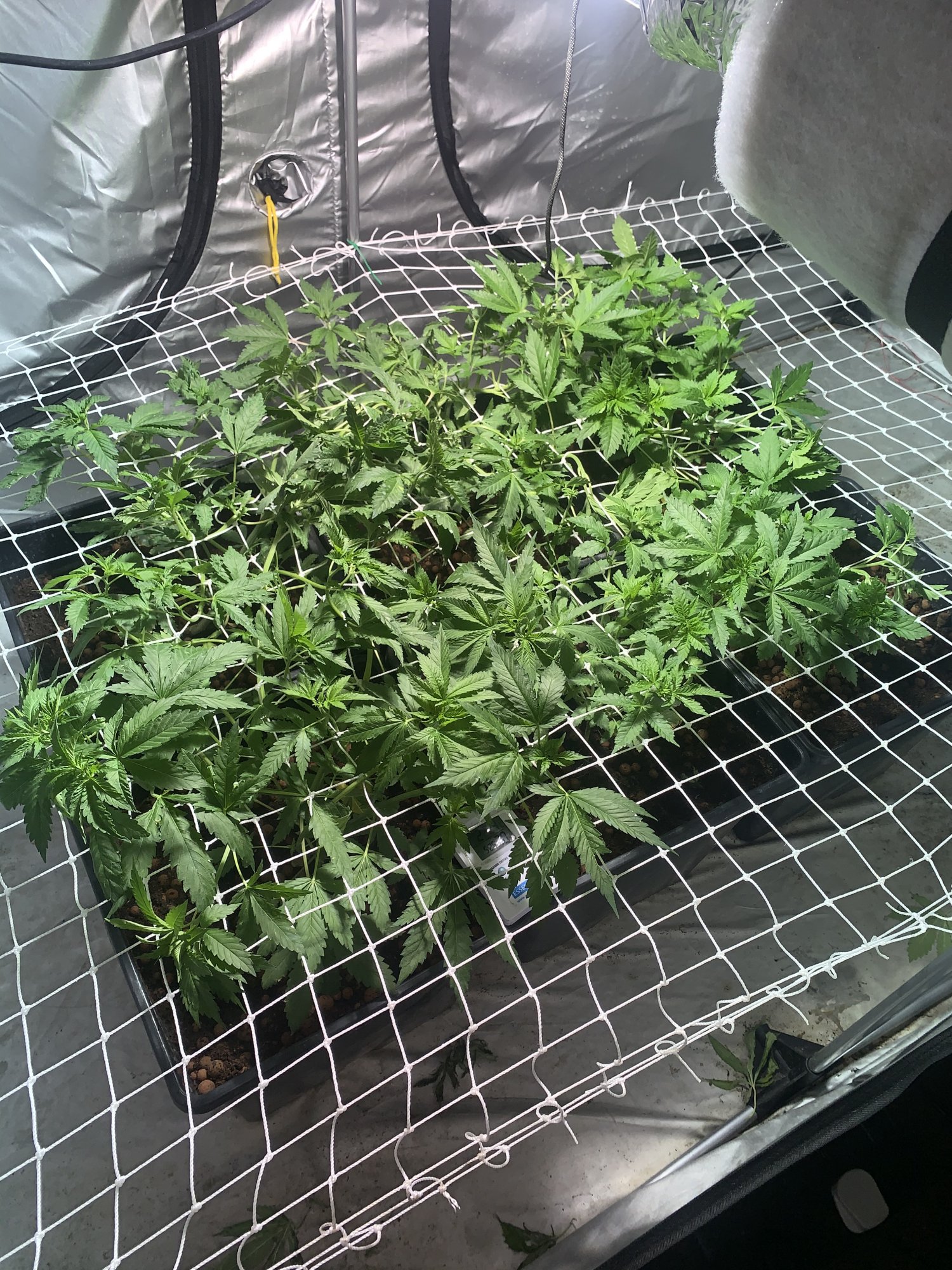 How far to fill the scrog