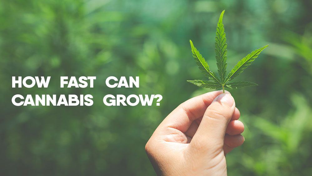 How fast can cannabis grow hoq quickly can you grow marijuana