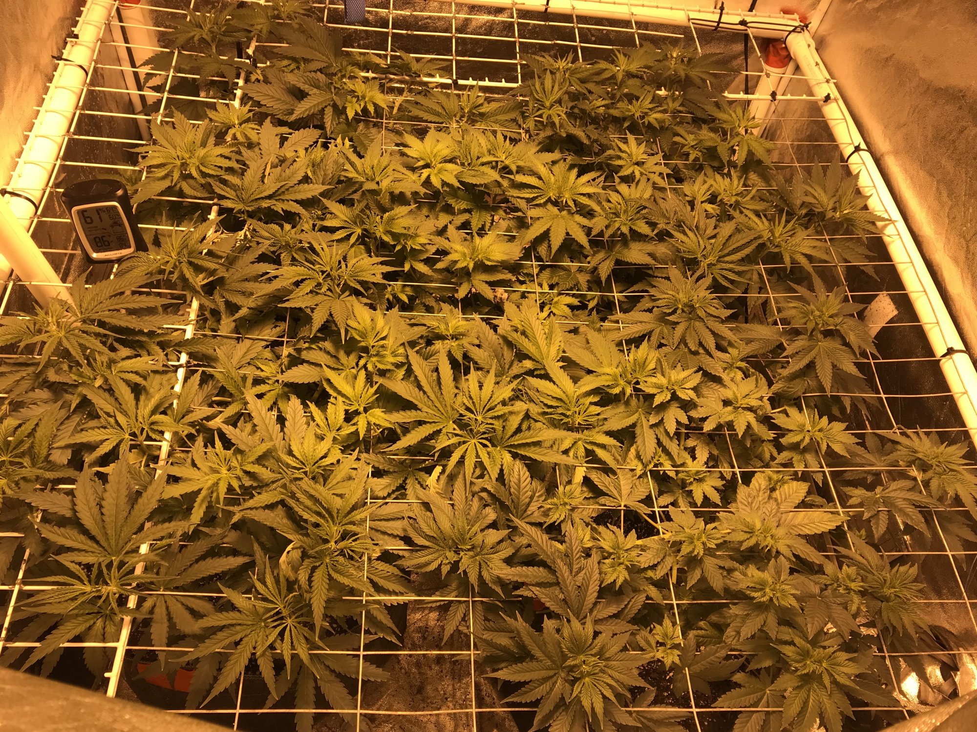 How filled do you let your scrog go before flipping
