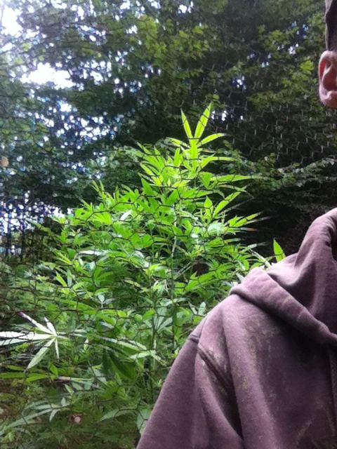 How high