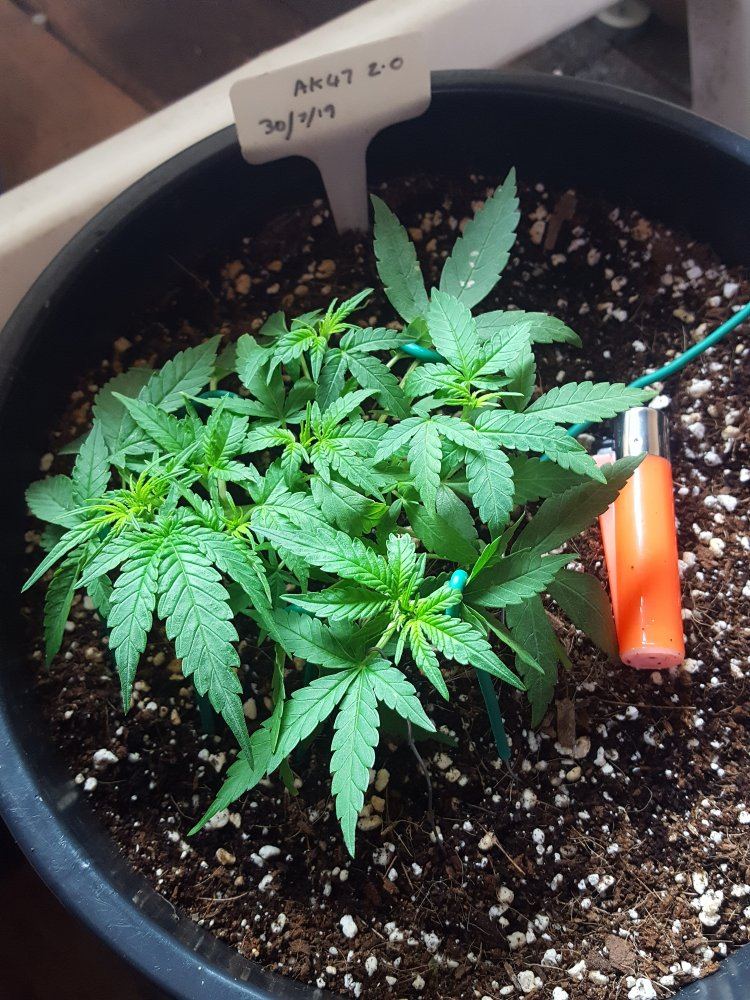 How is my 30 day ak47 auto doing 2