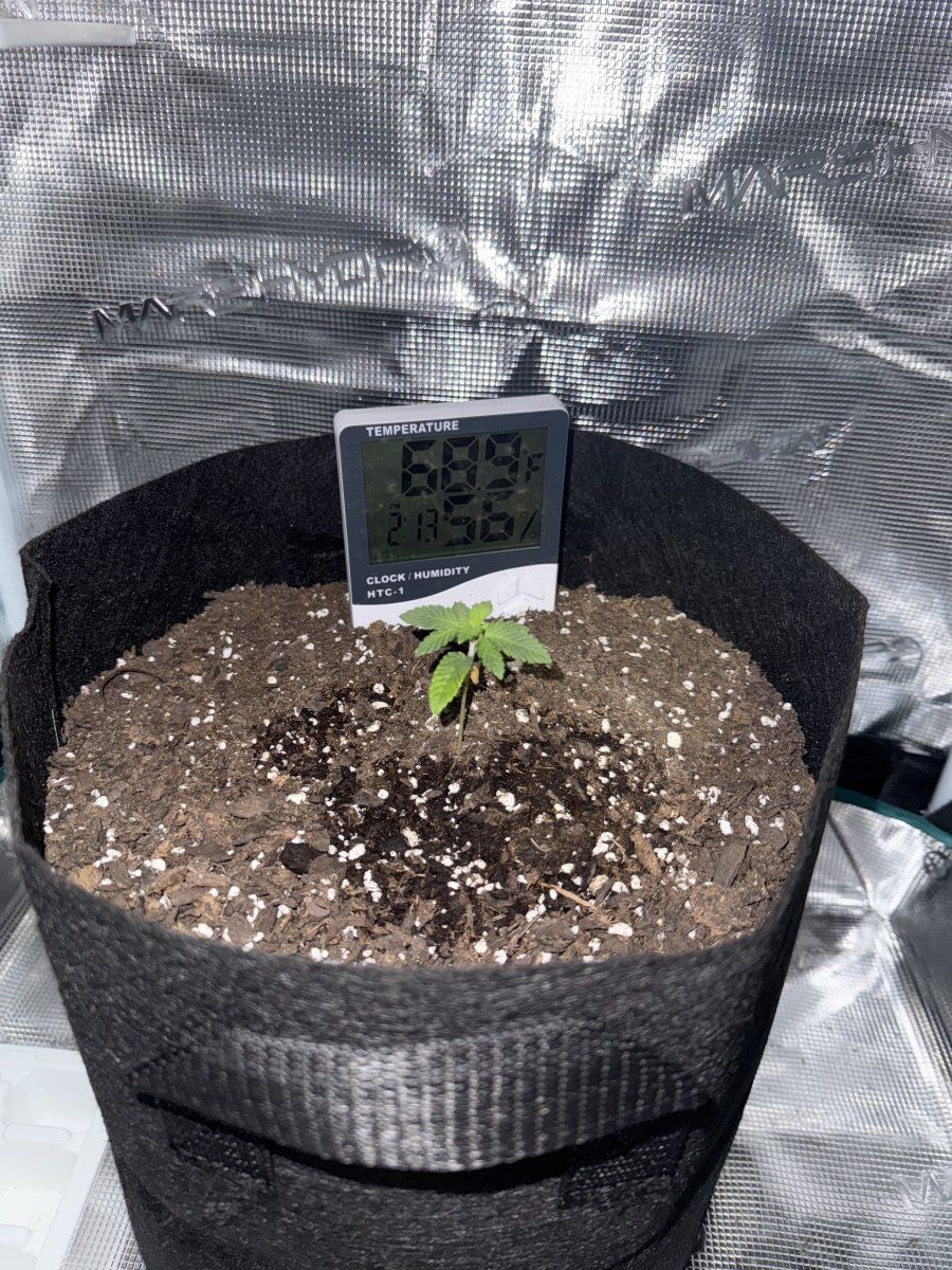 How is my first time growing 2
