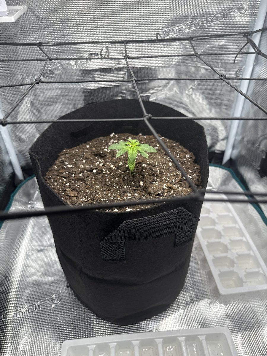 How is my first time growing 4