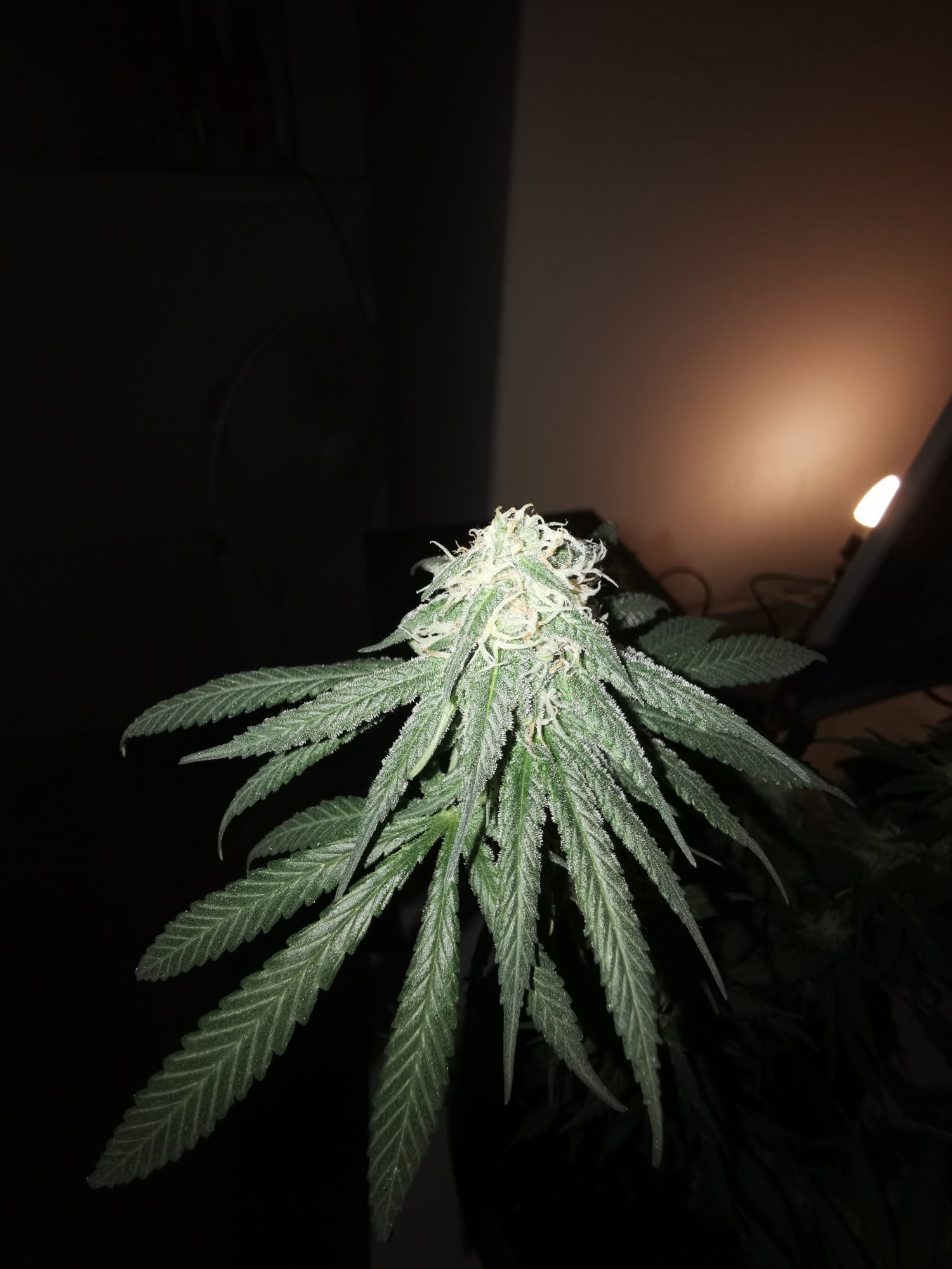 How is my plant and can you give estimated time of harvest 2