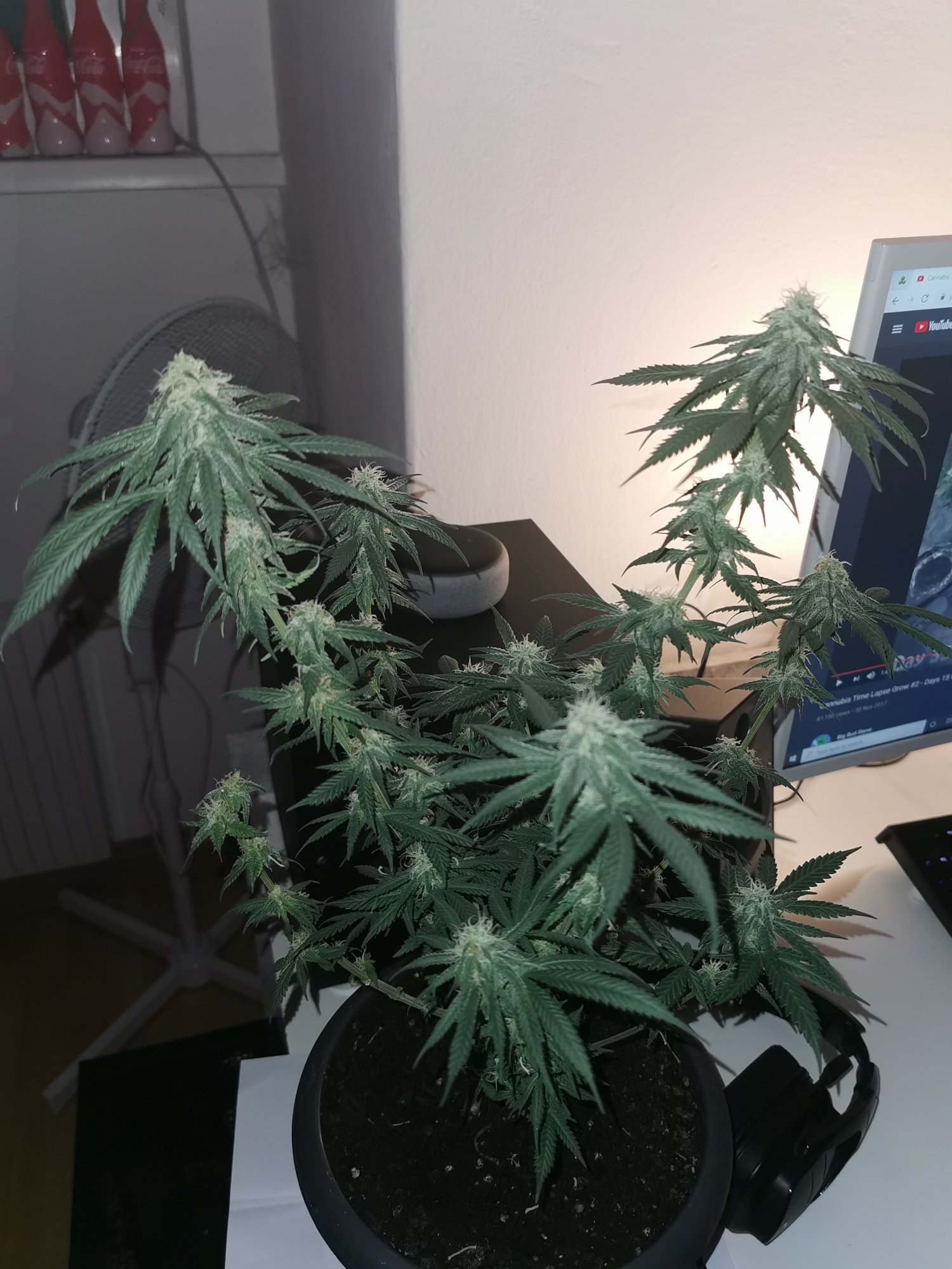 How is my plant and can you give estimated time of harvest