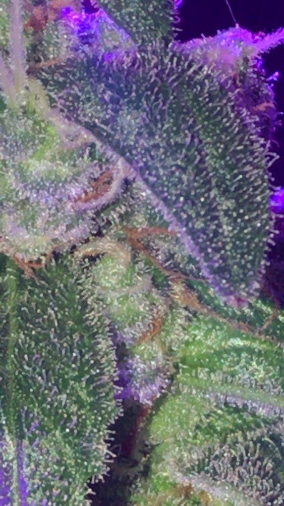How long does harvest window last  nice trichomes appreciation pics 10