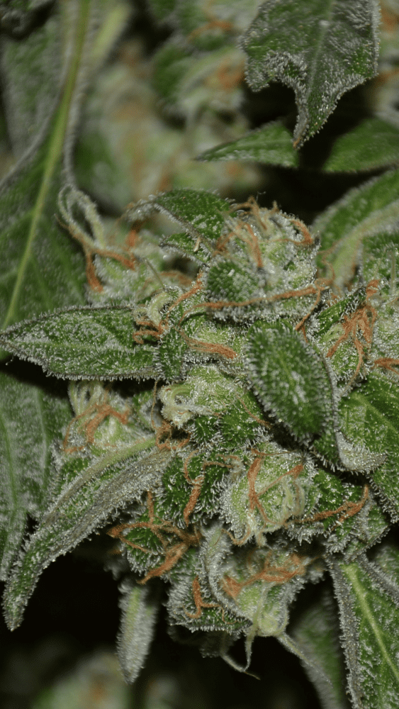 How long does harvest window last  nice trichomes appreciation pics 4