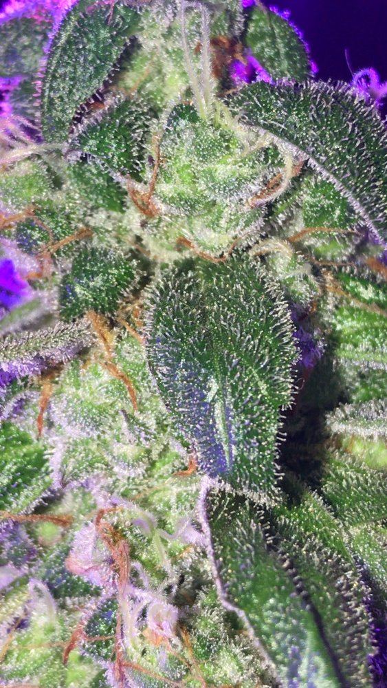 How long does harvest window last  nice trichomes appreciation pics 6